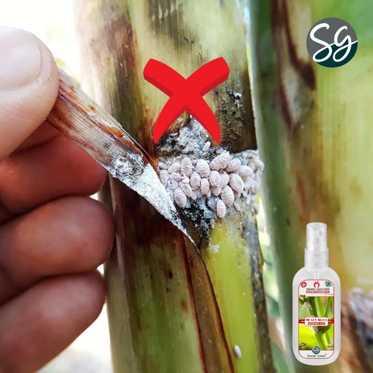 Sansar Green® Mealy Bug Instant Hit Spray, Premium Essential Super Powerful Liquid Spray for removing of Mealy Bugs from Plants (200 ml) - Image 4