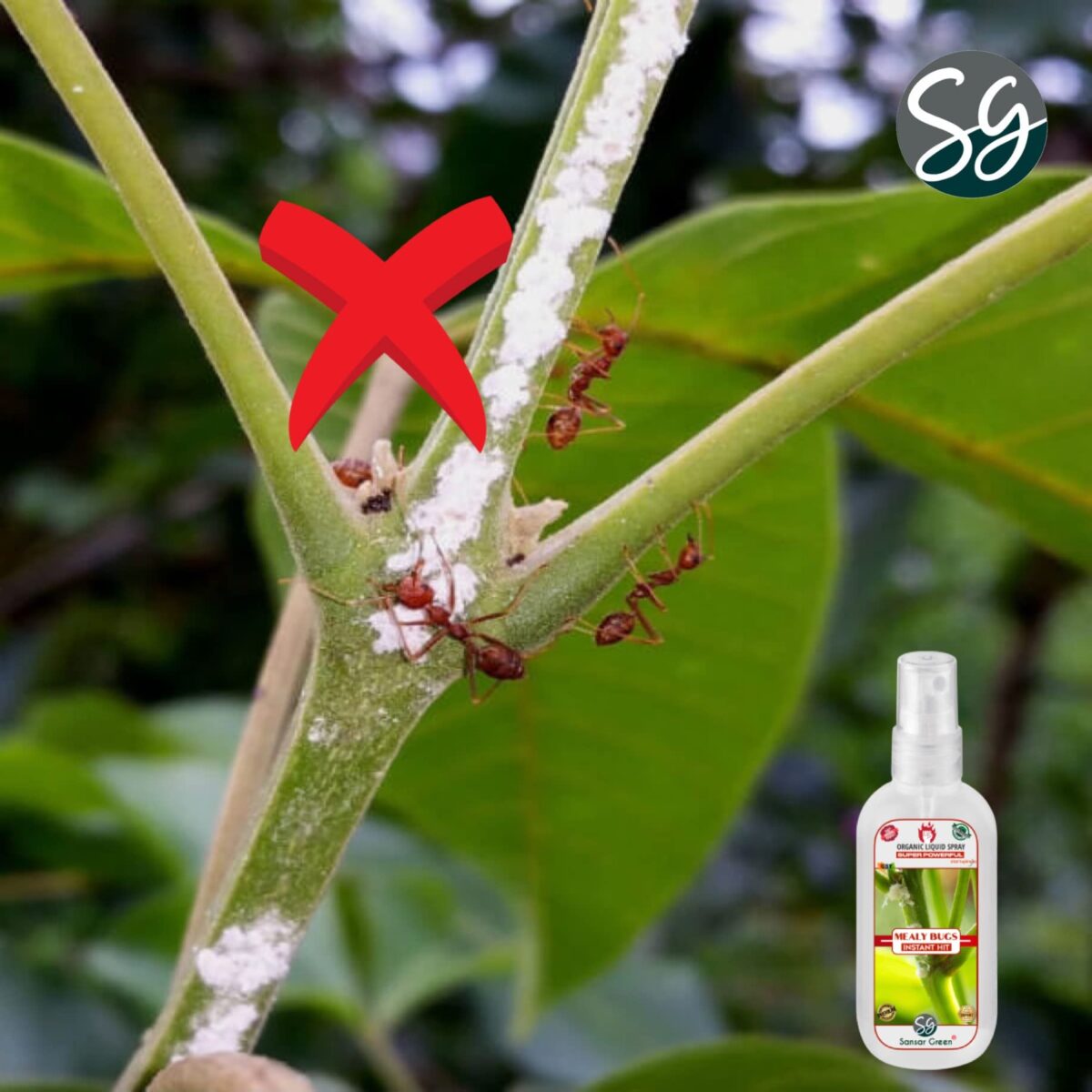 Sansar Green® Mealy Bug Instant Hit Spray, Premium Essential Super Powerful Liquid Spray for removing of Mealy Bugs from Plants (200 ml) - Image 3