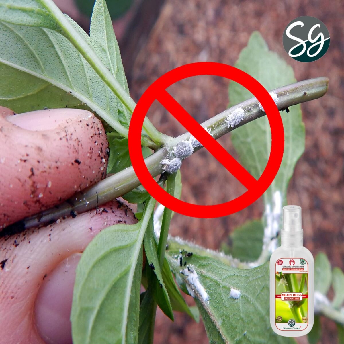 Sansar Green® Mealy Bug Instant Hit Spray, Premium Essential Super Powerful Liquid Spray for removing of Mealy Bugs from Plants (200 ml) - Image 2