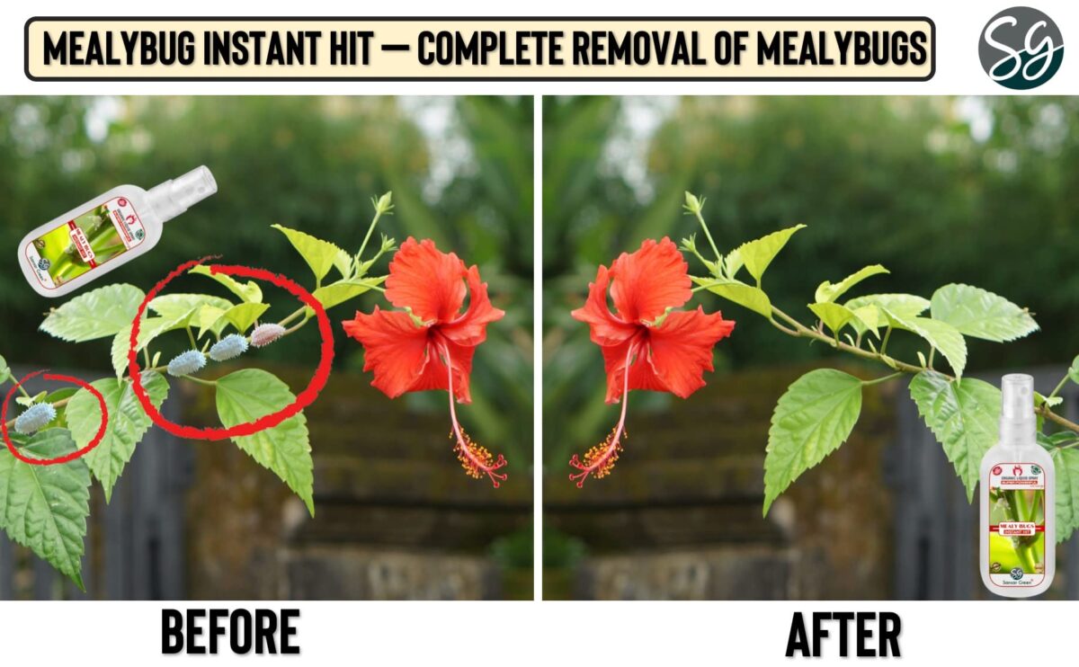 Sansar Green® Mealy Bug Instant Hit Spray, Premium Essential Super Powerful Liquid Spray for removing of Mealy Bugs from Plants (200 ml) - Image 8