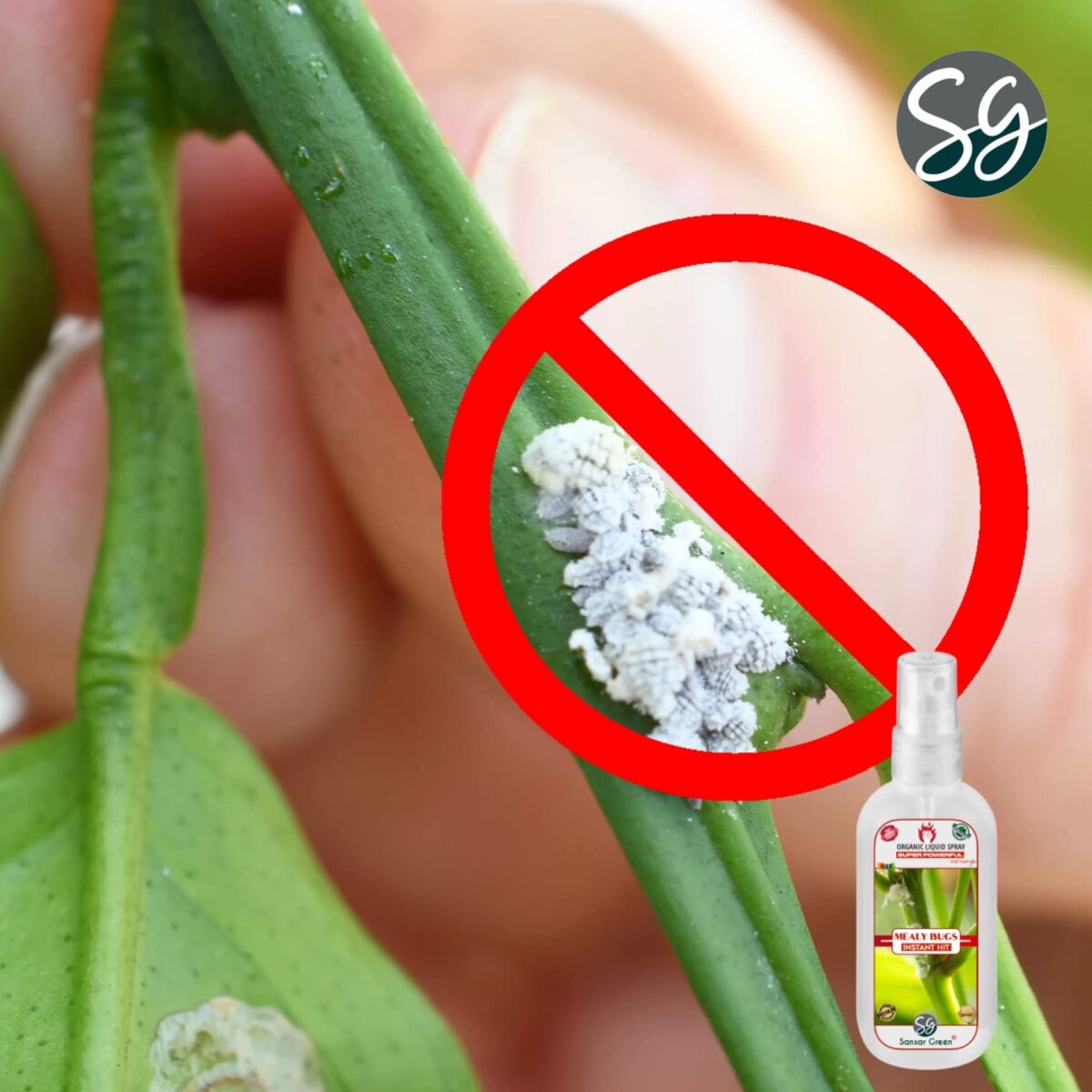 Sansar Green® Mealy Bug Instant Hit Spray, Premium Essential Super Powerful Liquid Spray for removing of Mealy Bugs from Plants (200 ml) - Image 5