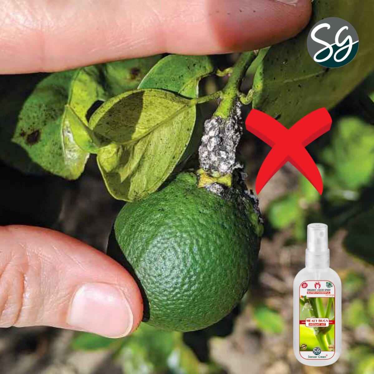 Sansar Green® Mealy Bug Instant Hit Spray, Premium Essential Super Powerful Liquid Spray for removing of Mealy Bugs from Plants (200 ml) - Image 7