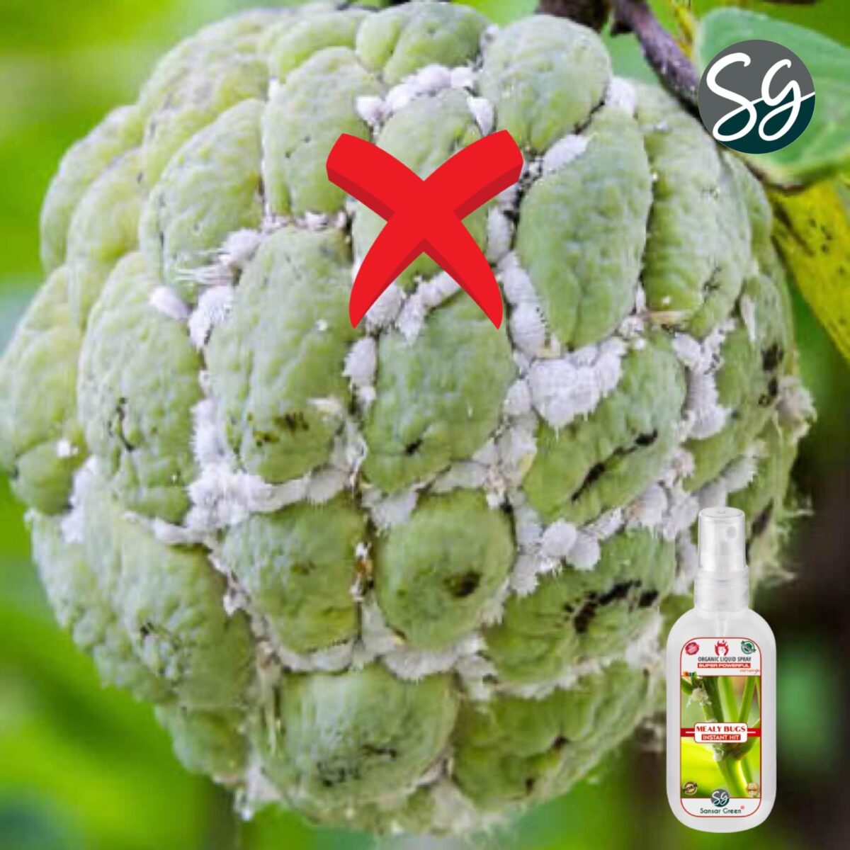 Sansar Green® Mealy Bug Instant Hit Spray, Premium Essential Super Powerful Liquid Spray for removing of Mealy Bugs from Plants (200 ml) - Image 6